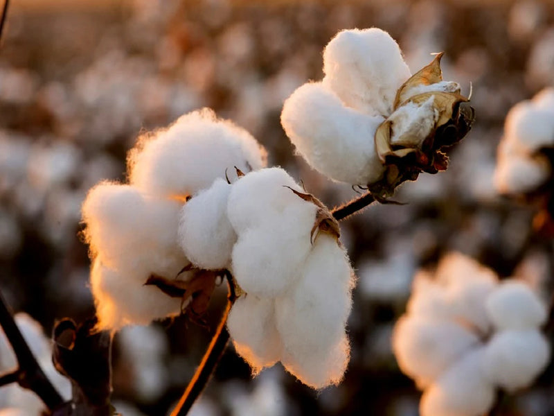 How Organic Cotton Biodegradable Disposable Pads Are Becoming Prevalent in India?